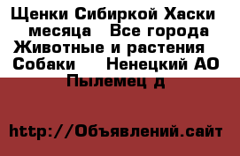 Щенки Сибиркой Хаски 2 месяца - Все города Животные и растения » Собаки   . Ненецкий АО,Пылемец д.